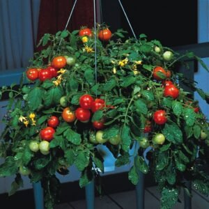 Tomato Tumbler F1 Hybrid Seeds