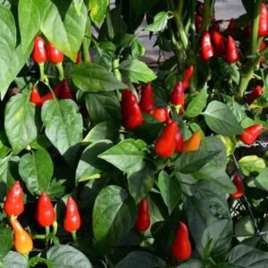 Pepper (Chilli) Turkish Pickling Seeds