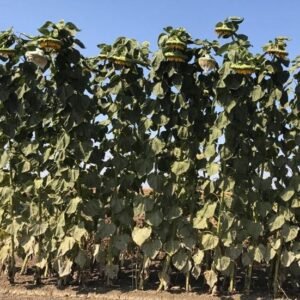 Sunflower American Giant Seeds