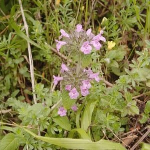 Wild Flower Wild Basil Clinopodium vulgaris Seeds