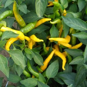 Chilli Pepper Hot Kristian Seeds