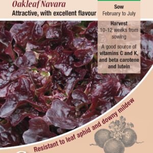 Kings Seeds Lettuce Oakleaf Navara 150 Seeds