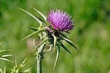 Wild Flower Milk Thistle Silybum marianum Seeds