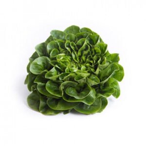 Lettuce Multi-Leaf Butterhead Salanova Gibbard RZ Seeds