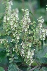 Wild Flower Wood Sage Teucrium scorodonia Seeds