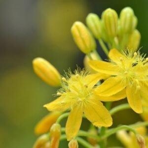 Bulbine caulescens Seeds