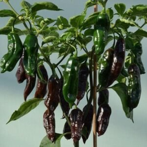 Chilli Pepper Machu Pichu Seeds
