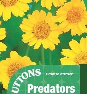 Sutton Seeds - Wildlife Garden Seeds - Corn Marigold