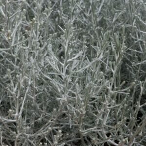 Calocephalus titanium Seeds