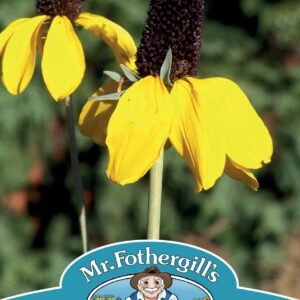 Mr Fothergills - Flower - Rudbeckia - Amplexicaulis - 200 Seeds