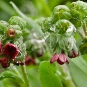 Wild Flower Houndstongue Cynoglossum officinale Seeds