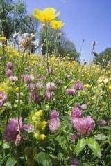 Wild Flower Meadow Mixture Clay Soils Seeds