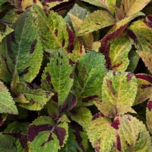 Coleus Mighty Mosaic Seeds