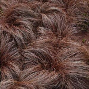 Carex Species Mix Seeds