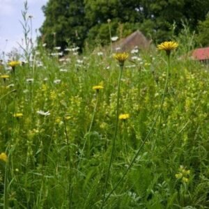 Wild Flower Catsear Hypochaeris radicata Seeds