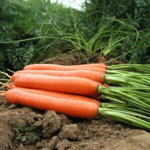 Carrot Romance F1 Hybrid Seeds