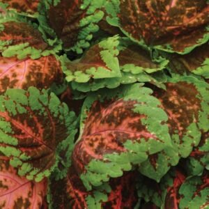 Coleus Kong Salmon Pink Seeds