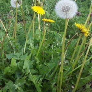 Wild Flower Dandelion Taraxacum officinale Seeds