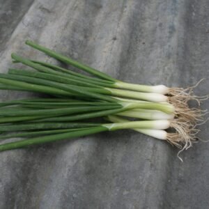 Salad Onion Eiffel Seeds