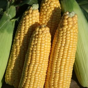 Sweetcorn Earlibird F1 Hybrid Seeds