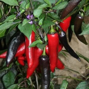 Pepper Vampire Seeds