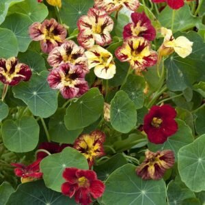 Nasturtium Bloody Mary Seeds