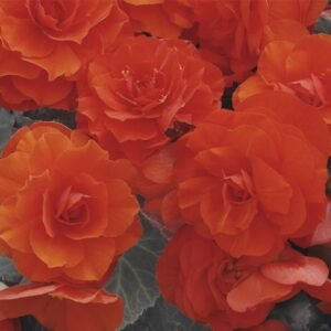 Begonia Nonstop Mocca Deep Orange F1 Hybrid Seeds - Reduced due to short date