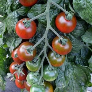Tomato Ruby Falls Seeds