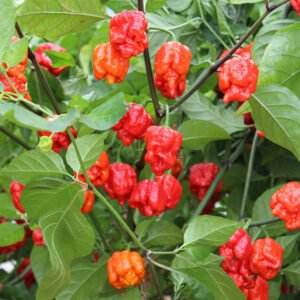 Chilli Pepper Armageddon F1 Hybrid Seeds
