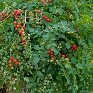 Tomato Micro Cherry Seeds