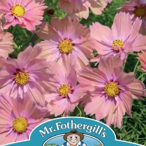 Mr Fothergills - Flower - Cosmos - Apricotta - 30 Seeds