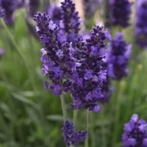 Lavender Blue Spear Seeds