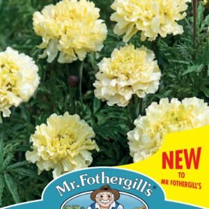 Mr Fothergills - Flower - Marigold (African) - Sugar And Spice White - 75 Seeds