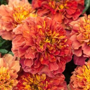 French Marigold Strawberry Blonde Seeds