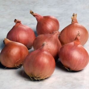 Shallot Matador F1 Hybrid Seeds