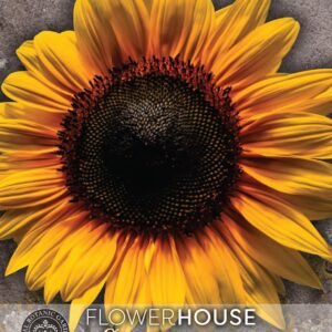Thompson & Morgan Kew Flower Sunflower Uniflorus Giganteus - 45 Seeds