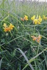 Wild Flower Greater Birdsfoot Treefoil Seeds