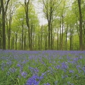 Wild Flower English Bluebell Hyacinthoides nonScripta Seeds