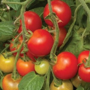 Tomato Cherry Falls Seeds