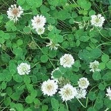 Wild Flower Wild White Clover Trifolium repens Seeds