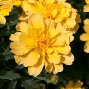 French Marigold Lemon Zest Seeds