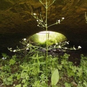 Wild Flower Water Plantain Alisma plantago-aquatica Seeds