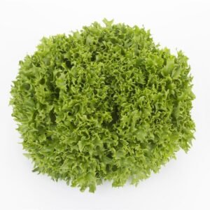 Lettuce Incised Leaf Salanova Expertise RZ (79-27)