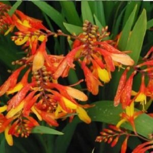 Crocosmia - Mixed Hybrids Seed
