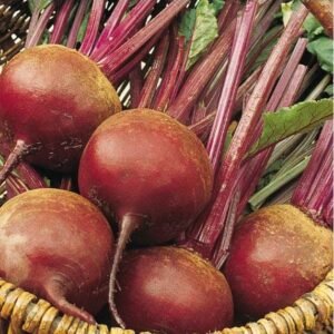 Organic Beetroot Bolivar Seeds