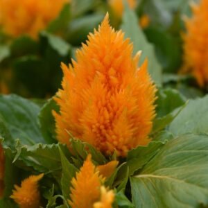 Celosia Ice Cream - Yellow Seeds
