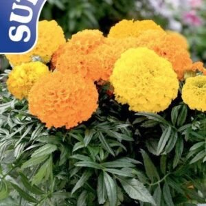 Sutton Seeds - Marigold African F1 Cheerleader Mix