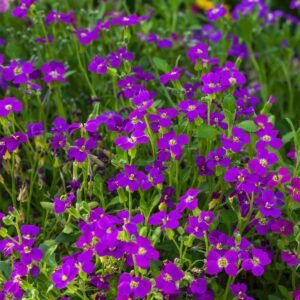 Aubrieta Katie F1 Hybrid - Purple Seeds