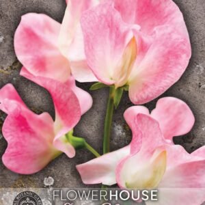 Thompson & Morgan Kew Flower Sweet Pea Lathyrus Tickled Pink - 30 Seeds