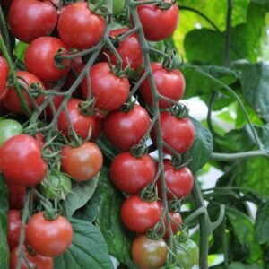 Tomato Pink Charmer F1 Hybrid Seeds